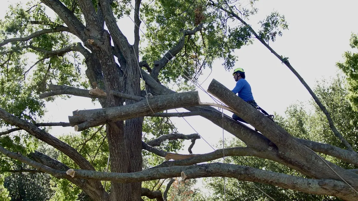 Professional Crown Thinning performed by certified arborists in Plains
