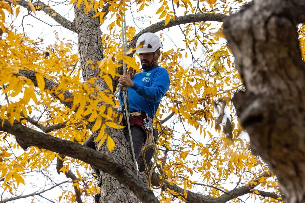 Skilled Storm Damage Cleanup crew working in Plains